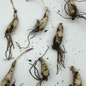 Wild Ramps Bulbs Bare Root Wild Leeks Allium Tricoccum - 5 Bulbs