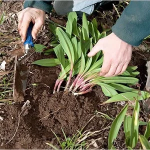 Wild Ramps Bulbs Bare Root Wild Leeks Allium Tricoccum - 5 Bulbs