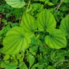 Wild Yam Plants 10 Bare Root Perennial Vines - Native Wildflower Dioscorea Villosa