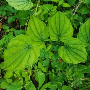 Wild Yam Plants 10 Bare Root Perennial Vines - Native Wildflower Dioscorea Villosa