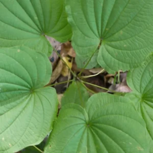 Wild Yam Plants 10 Bare Root Perennial Vines - Native Wildflower Dioscorea Villosa