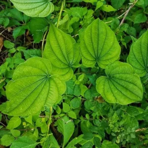Wild Yam Plants Dioscorea Villosa - 3 Bare Root Organic Perennial Vine Native Wildflower