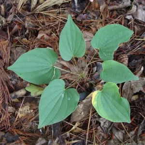 Wild Yam Plants Dioscorea Villosa - 3 Bare Root Organic Perennial Vine Native Wildflower