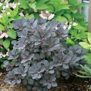 Winecraft Black Smokebush Plant - 4 inch Pot - Cotinus - Dark Foliage Shrub