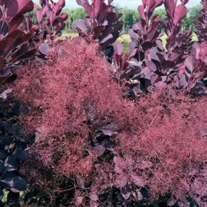 Winecraft Black Smokebush Plant - 4 inch Pot - Cotinus - Dark Foliage Shrub