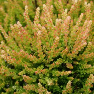 Winter Chocolate Scotch Heather Plant - 2.5