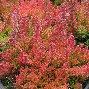 Winter Chocolate Scotch Heather Plant - 2.5