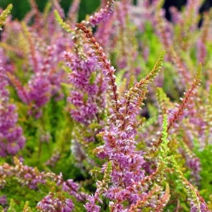 Winter Chocolate Scotch Heather Plant - 2.5" Pot - Hardy Calluna vulgaris