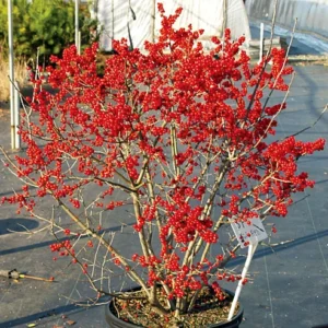 Winterberry Holly Plant Pair - Male and Female 4