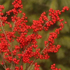 Winterberry Holly Plant Pair - Male and Female 4" Pots - Berry Production