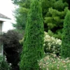 Wintergreen Arborvitae North Pole Evergreen - 4 inch Pot - Hardy Shrub