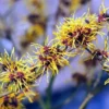 Witch Hazel Bush Shrub Plant - 1 Year Old Live Plant - Quart Pot - Outdoor Tree