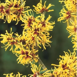 Witch Hazel Bush Shrub Plant - 1 Year Old Live Plant - Quart Pot - Outdoor Tree