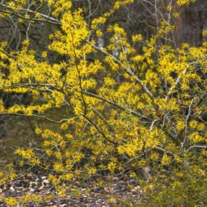 Witch Hazel Bush Shrub Plant - 1 Year Old Live Plant - Quart Pot - Outdoor Tree