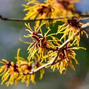Witch Hazel Bush Shrub Plant - 1 Year Old Live Plant - Quart Pot - Outdoor Tree