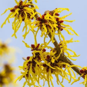Witch Hazel Bush Shrub Plant - 1 Year Old Live Plant - Quart Pot - Outdoor Tree