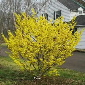 Witch Hazel Bush Shrub Plant - 1 Year Old Live Plant - Quart Pot - Outdoor Tree