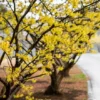 Witch Hazel Tree 12 to 24in Hamamelis Virginiana Native Tree Plant