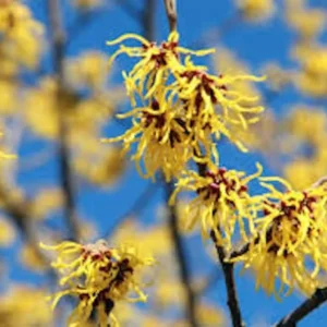Witch Hazel Tree 12 to 24in Hamamelis Virginiana Native Tree Plant