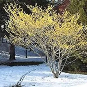 Witch Hazel Tree 12 to 24in Hamamelis Virginiana Native Tree Plant