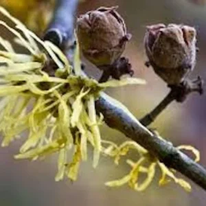 Witch Hazel Tree - 3 Pack Native Plant - 12 to 24 Inches - Hamamelis Virginiana