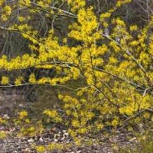 Witch Hazel Tree - 3 Pack Native Plant - 12 to 24 Inches - Hamamelis Virginiana