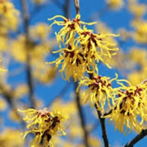 Witch Hazel Tree - 3 Pack Native Plant - 12 to 24 Inches - Hamamelis Virginiana