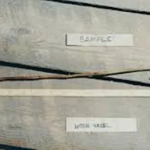 Witch Hazel Tree - 3 Pack Native Plant - 12 to 24 Inches - Hamamelis Virginiana