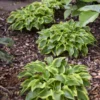 Wrinkle in Time Hosta - Gallon Pot Shade Perennial - New Arrival