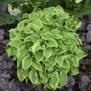 Wrinkle in Time Hosta - Gallon Pot Shade Perennial - New Arrival