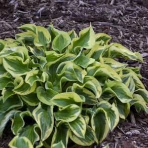 Wrinkle in Time Hosta - Gallon Pot Shade Perennial - New Arrival