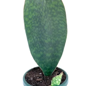 XL Sharkfin Sansaveria Live Houseplant - 18-24" Snake Plant