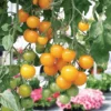 Yellow Cherry Tomato Plant - 2.5" Pot - Weeping Variety