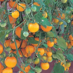 Yellow Cherry Tomato Plant - 2.5" Pot - Weeping Variety