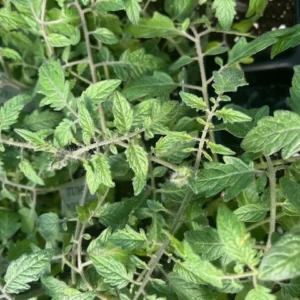 Yellow Cherry Tomato Plant - 2.5