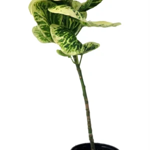 Yellow Flapjack Croton - 4 Inch Pot - Colorful Indoor House Plant