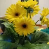 Yellow Gerbera Daisy Live Plants - Pack of 2 Daisy Plants, 4-7 Inches - Daisy Plants Live for Growing