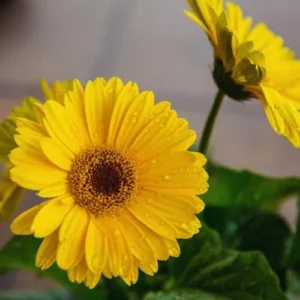 Yellow Gerbera Daisy Live Plants - Pack of 2 Daisy Plants, 4-7 Inches - Daisy Plants Live for Growing