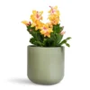 Yellow Holiday Cactus Plants - 3 Inch Pot - Christmas & Thanksgiving Cactus