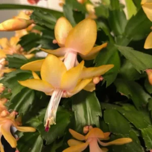 Yellow Holiday Cactus Plants - 3 Inch Pot - Christmas & Thanksgiving Cactus