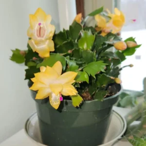 Yellow Holiday Cactus Plants - 3 Inch Pot - Christmas & Thanksgiving Cactus