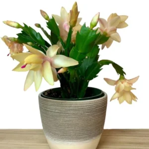 Yellow Holiday Cactus Plants - 3 Inch Pot - Christmas & Thanksgiving Cactus