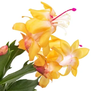 Yellow Holiday Cactus Plants - 3 Inch Pot - Christmas & Thanksgiving Cactus