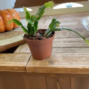 Yellow Holiday Cactus Plants - 3 Inch Pot - Christmas & Thanksgiving Cactus