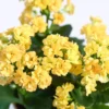 Yellow Kalanchoe Blossfeldiana Live Plant with Plant Food 6 to 8" Potted