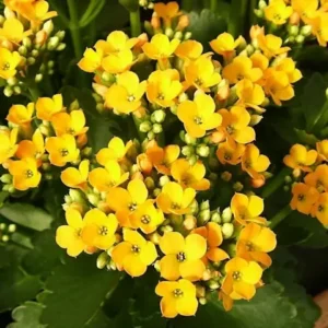 Yellow Kalanchoe Blossfeldiana Live Plant with Plant Food 6 to 8