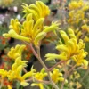 Yellow Kangaroo Paw Live Plants: Warm Weather Perennial - Bright Velvety Flowers