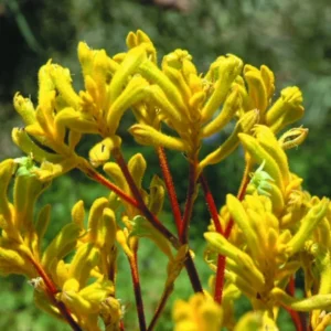 Yellow Kangaroo Paw Live Plants: Warm Weather Perennial - Bright Velvety Flowers
