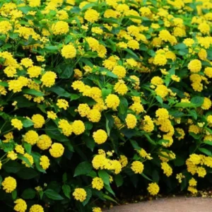 Yellow Lantana Live Plants - Set of 2 Outdoor Perennial Flowers