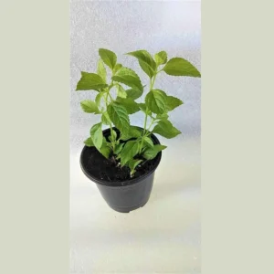 Yellow Lantana Live Plants - Set of 2 Outdoor Perennial Flowers